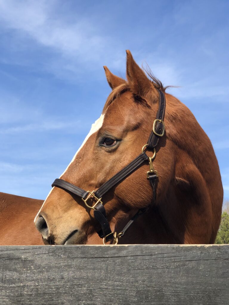 chestnut dream horse