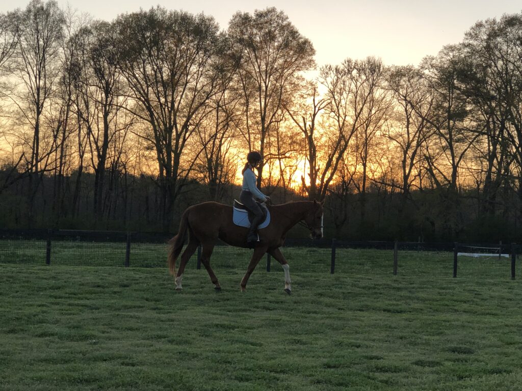 chestnut thoroughbred