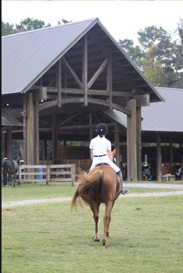 chestnut dream